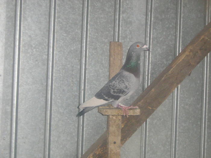 2009 009 - PORUMBEI 2006