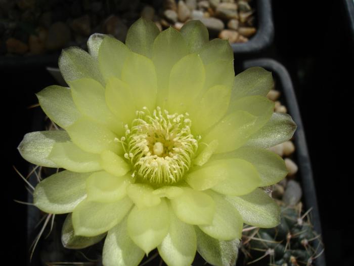 Gymnocalycium andreae - Cactusi la Constanta
