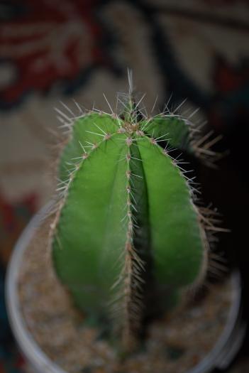 Isolatocereus dumortieri - Cactusii mei
