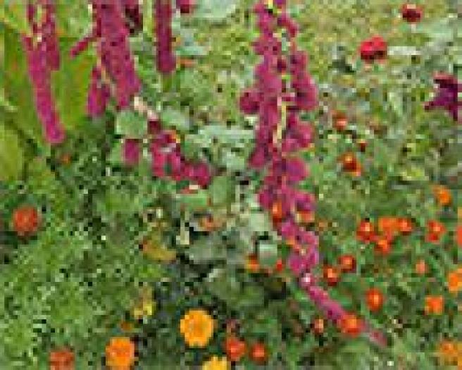 OAAHMLYSRCKUQXPNWCD - flori