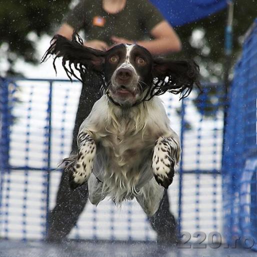 from_220_ro_16256 - animale si flori