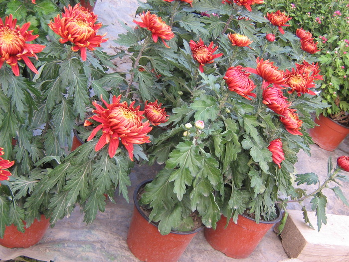 Trumf rot - Crizanteme tufanele 2009