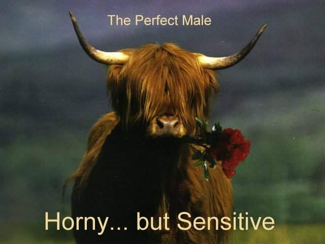 Perfect Male