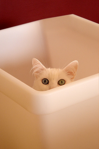 pisicute064hn5 - club pisici