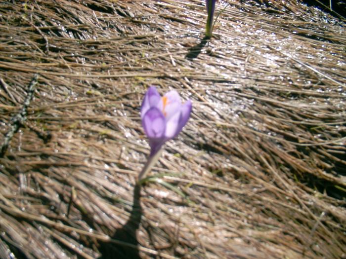 04120096 - Iezer-Papusa