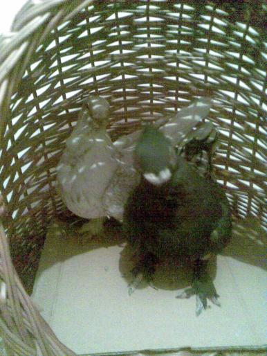 pereche - porumbei 2008