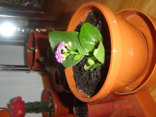 kalanchoe - florile mele