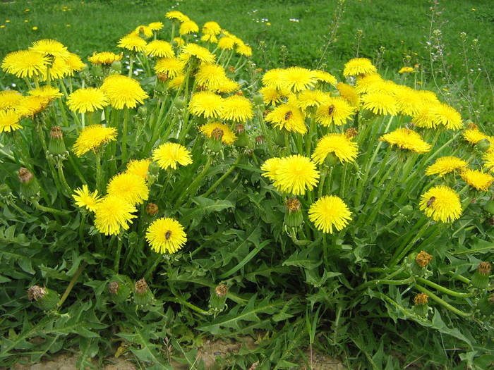 Papadii - FLORI