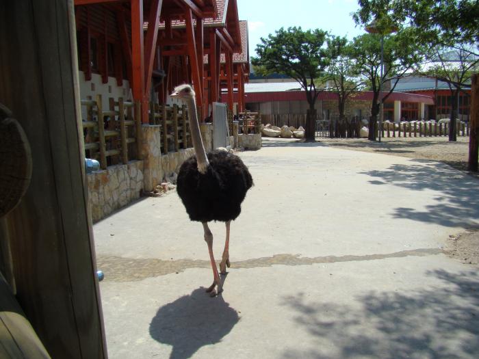 DSC05108 - Budapesta august 2008 Gradina Zoo