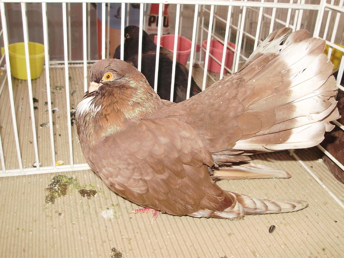 castaniu 5 - 1510 rz