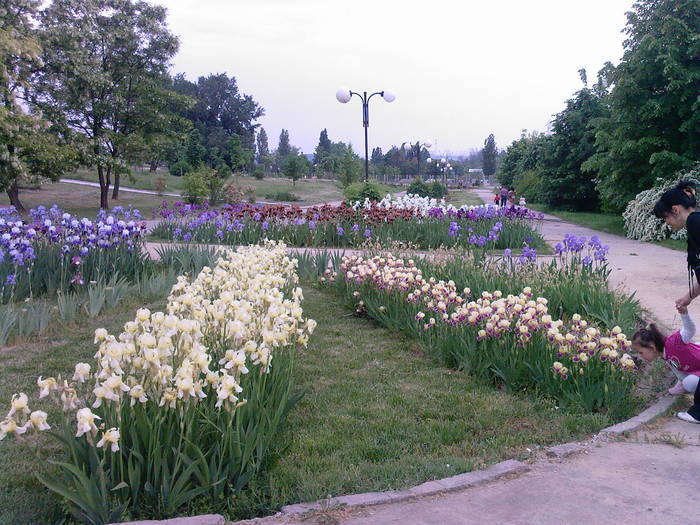 mirosind irisii - Gradina botanica Galati