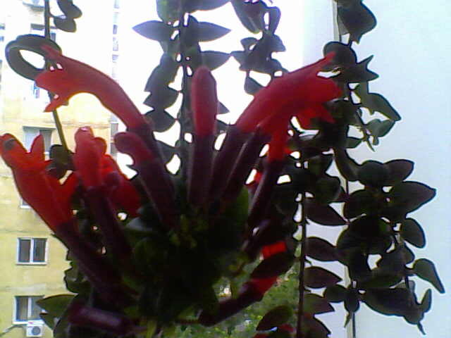 Picture 001 - aeschynanthus