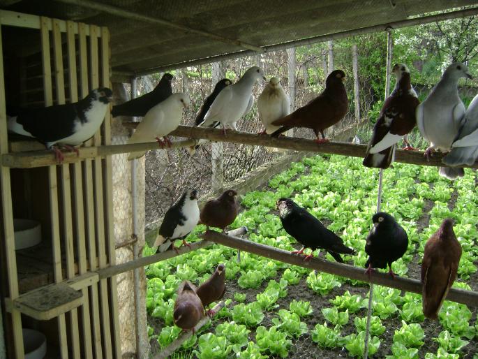 DSC01477 - pigeoni mei