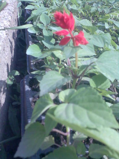 jales; Salvia splendens - rasad
apa in exces duce la ingalbenirea frunzelor iar ingrasarea in exces duce la
