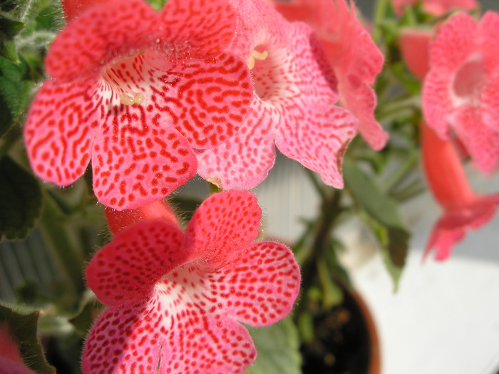 Kohleria Sunshine (1)