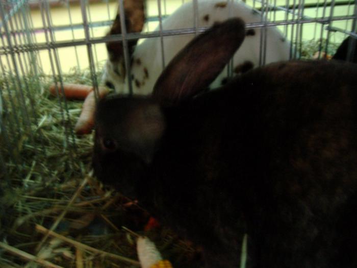 DISZNOVAGAS KEPEK 246 - EXPOZITIA 2008 12-14 DECEMBRIE   SUCEAVA