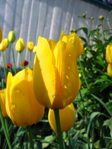 IMG_5805 - flori si floricele