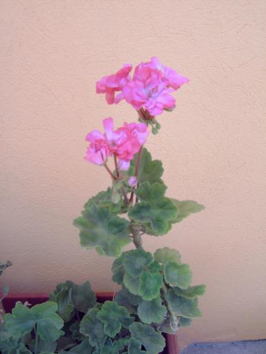 muscata roz - Plantele mele de terasa si exterior