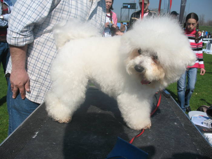 IMG_4749 - bichon frise