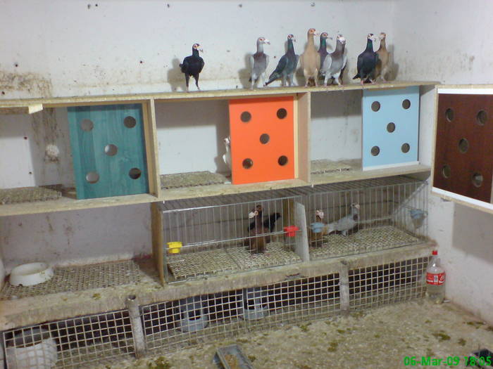 5 - porumbei carieri - 2009