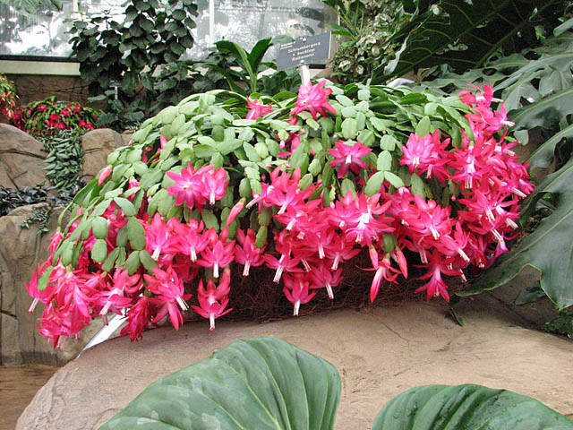 Schlumbergera pink 1q - Schlumbergera PINKK