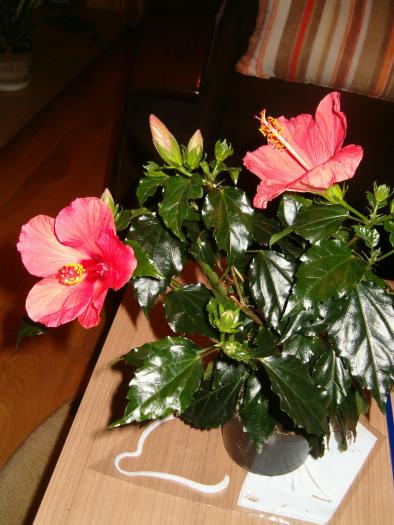 hibibiscus hawaii - diverse