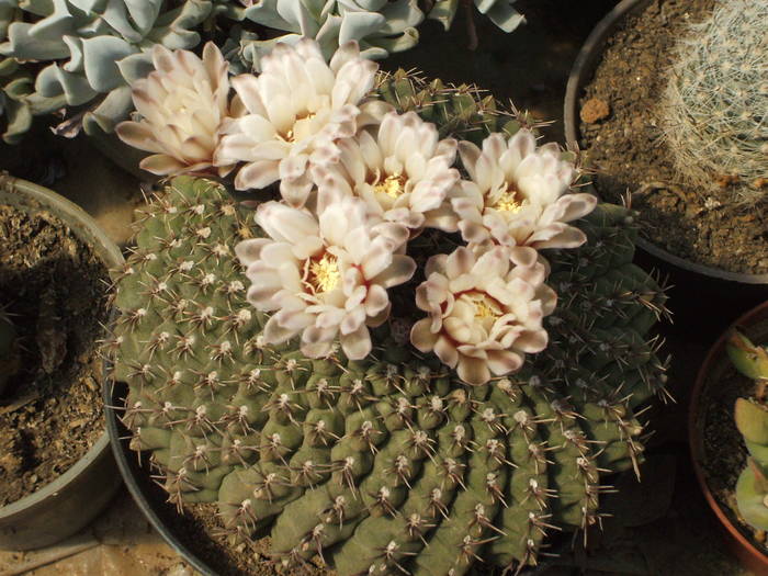 Gymnocalycium quehlianum - colectia mea de cactusi