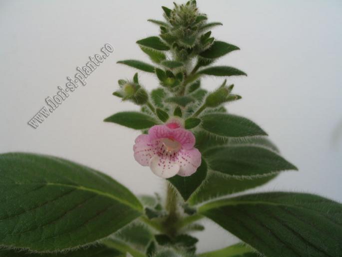 Kohleria Pink Heaven 1