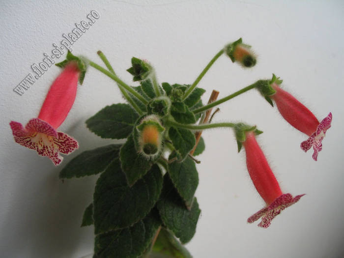 Kohleria Hanna Roberts 4 - KOHLERIA I