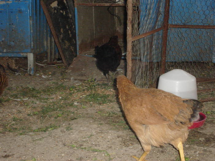 88 - Rate-Gaini-Gaste