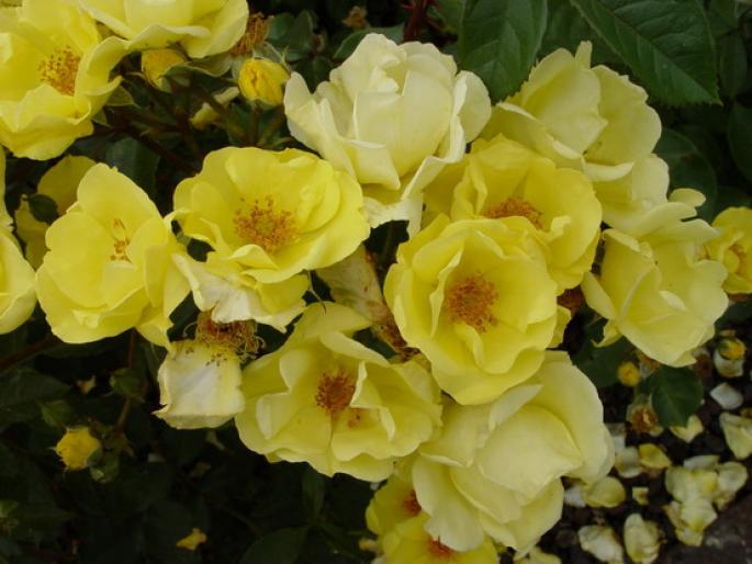 yellow_nature - Flori - Flori