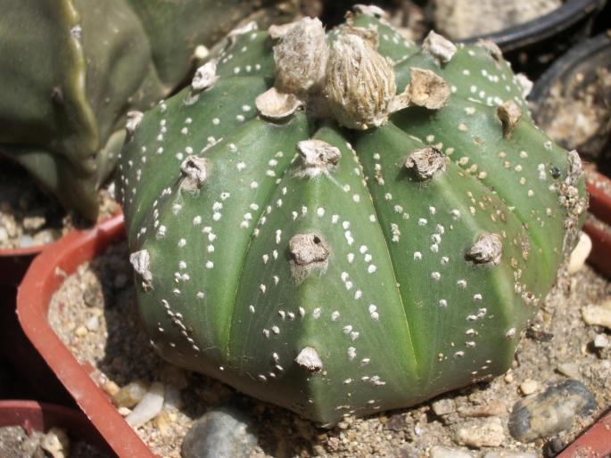 Astrophytum asterias hb. - Astrophytum