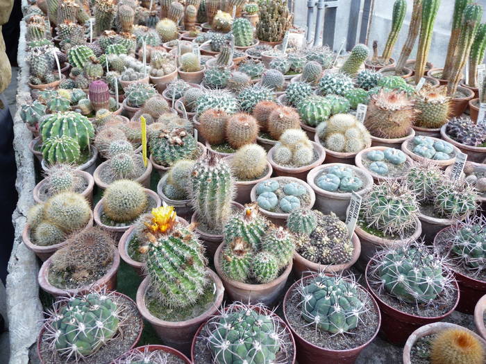 P1010245 - Intalniri cu colectionari de cactusi