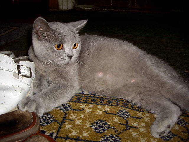 British Shorthair; Lulu 05.08.09
