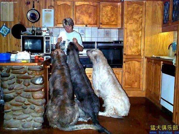NOW THESE ARE BIG DOGS!!!!!! [from www.metacafe.com] #3 - Caini giganti