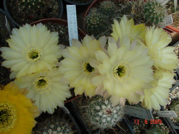 DSC06142