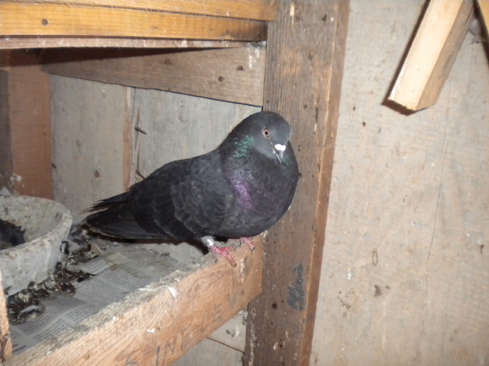 Picture 159 - Raicu 1