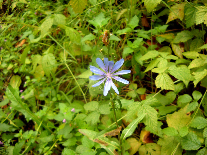 Picture 186 - flori dragute