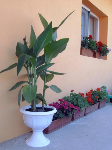 canna - Plantele mele de terasa si exterior