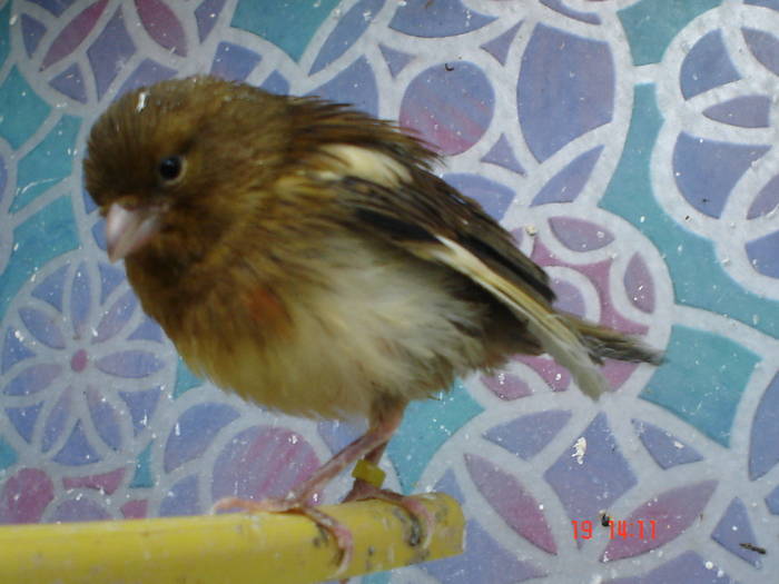 DSC03975 - PUI CANARI 2009