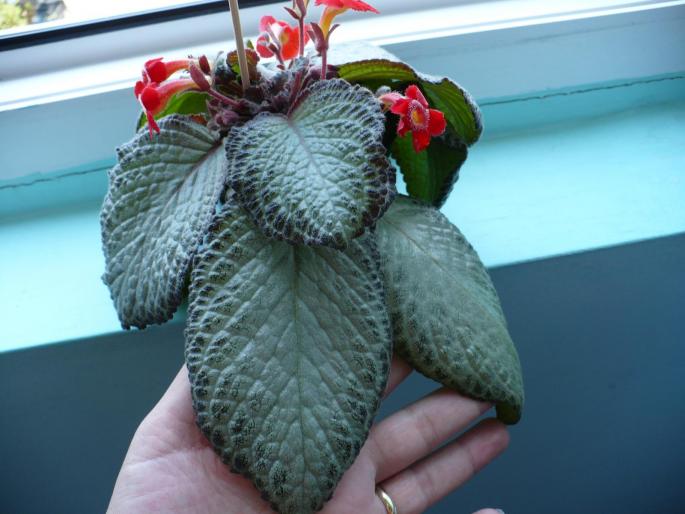 P1020583 - Episcia cupreata