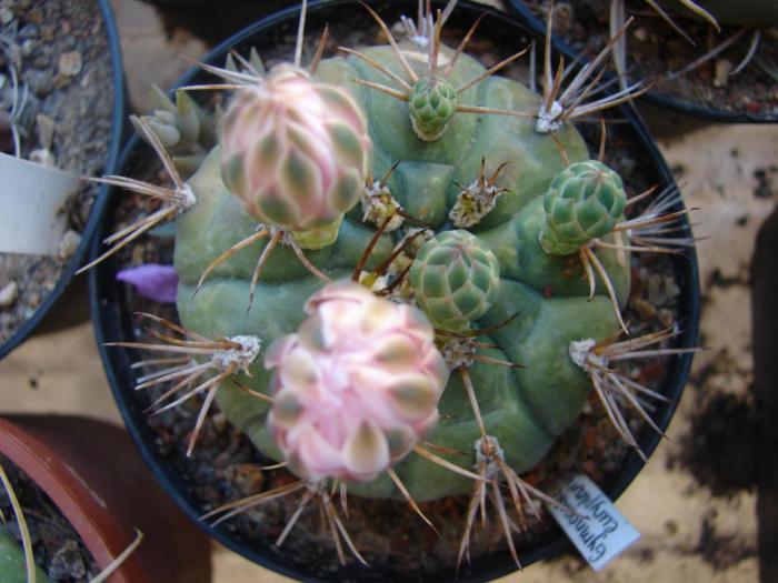 Gymnocalycium eurypleurum