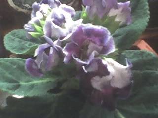 Gloxinia - FLORI 2009