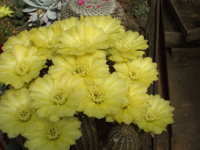 Lobovia Cyllindrica