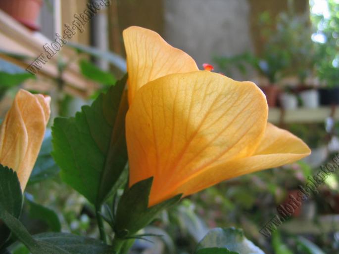 Hibiscus galben2 - Hibiscus