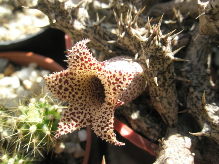 Stapelianthus decary - floare - Asclepidiacee 2009