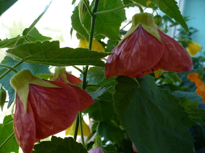 P1110134 - ABUTILONI