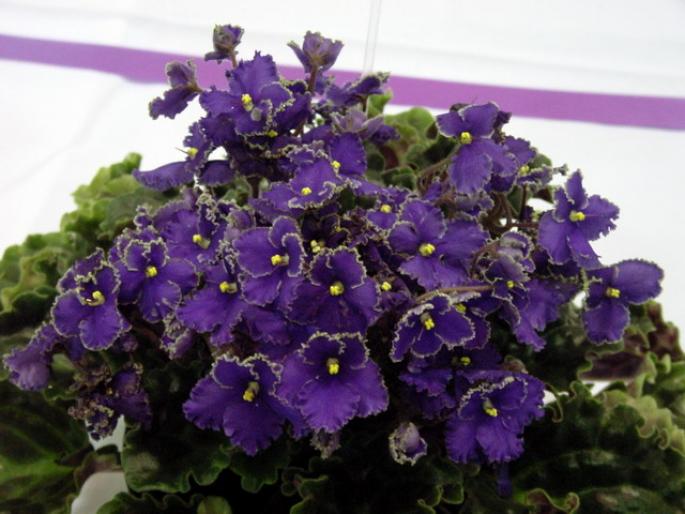 Optimara_EverPraise_2005avsa_2 - violete de pe net 1