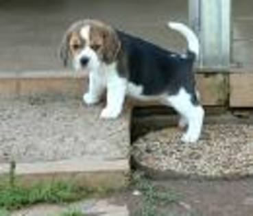 beagle 13 - Beagle puppy