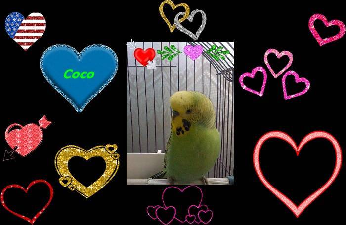 coco meu